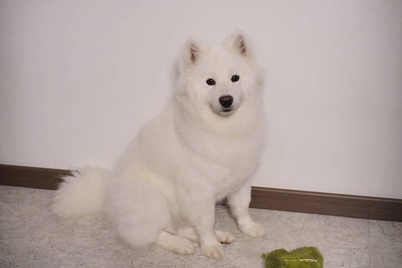 模特果