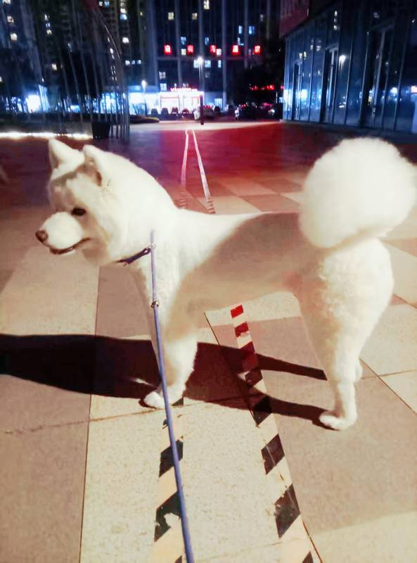 赛级果