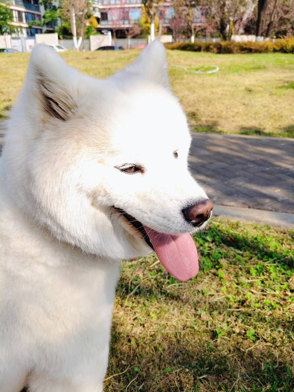 侧颜