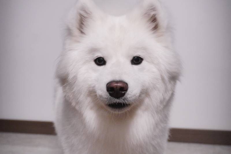模特果