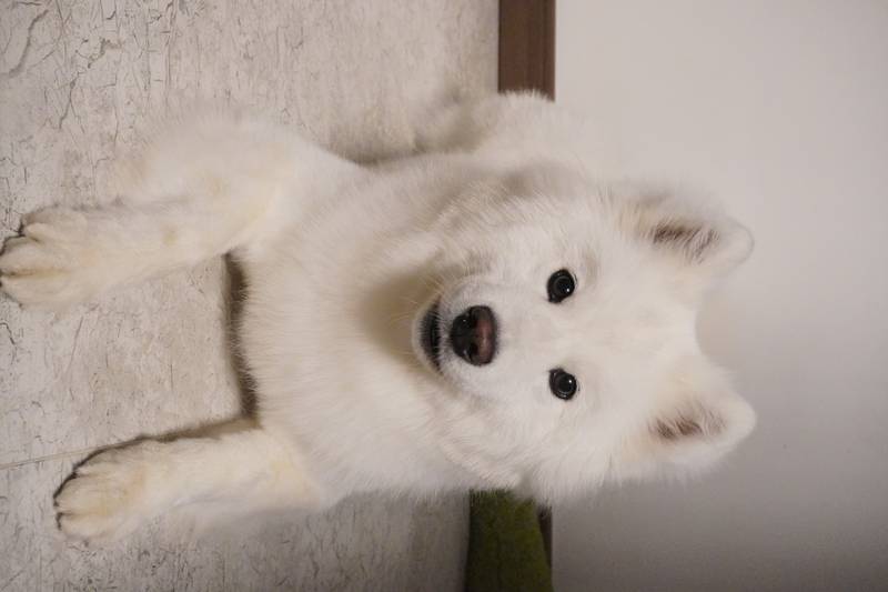 模特果