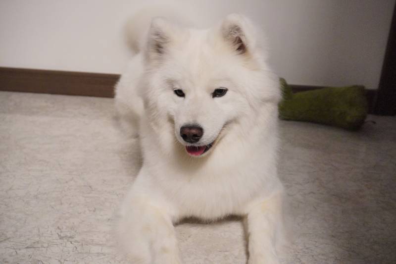 模特果