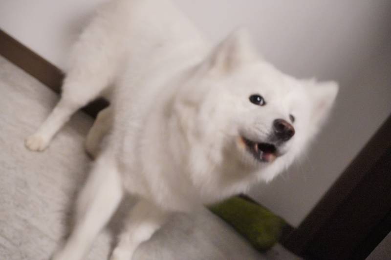 模特果