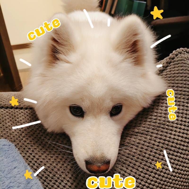 萌萌果