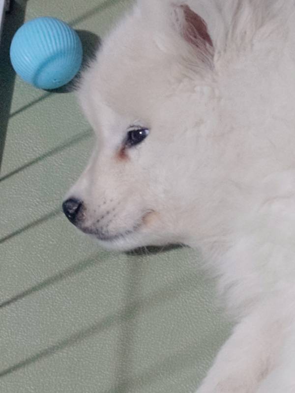 开始怀疑狗生