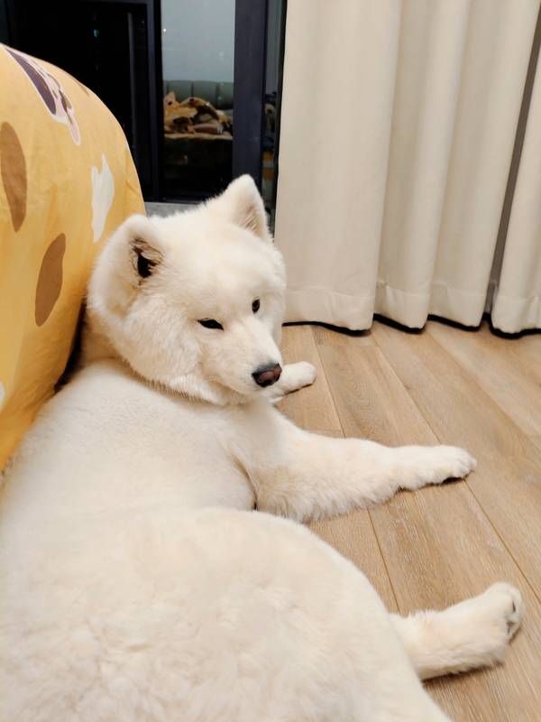 侧颜