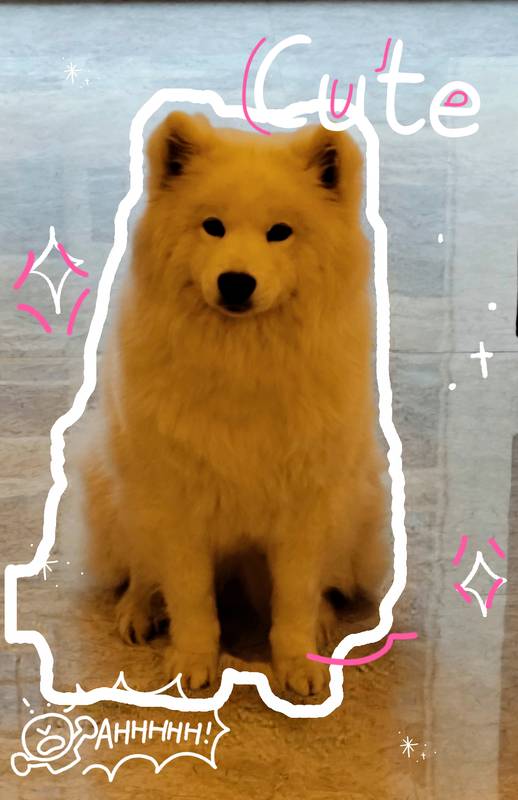 金耶巡回猎犬
