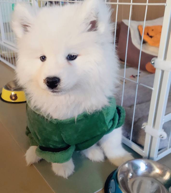 恐龙果